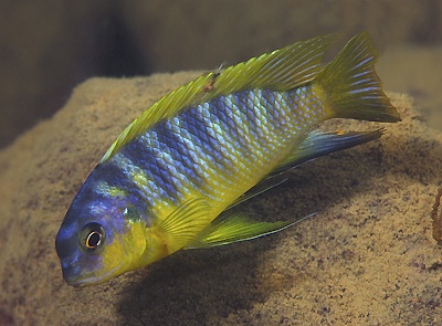 Tropheops sp. 'aurora' Ndonga